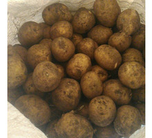 Продам семенной картофель - Эко-продукты, фрукты, овощи в Крыму