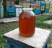 Продам мед - Пчеловодство в Севастополе