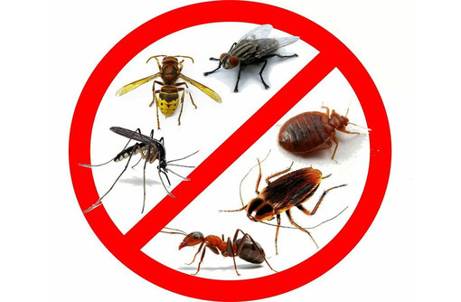 Полное уничтожение насекомых и грызунов в Евпатории! - Клининговые услуги в Евпатории