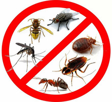 Полное уничтожение насекомых и грызунов в Евпатории! - Клининговые услуги в Евпатории