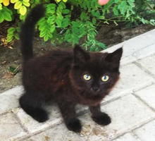 Черный котенок девочка в добрые руки - Кошки в Севастополе