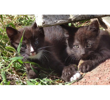 Милые котята 2,5 месяца - Кошки в Керчи