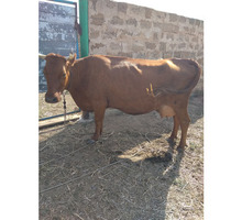 Продам корову дойную - Сельхоз животные в Крыму