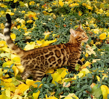 Бенгальский котенок - Кошки в Симферополе