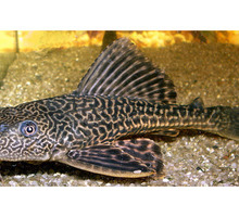 Плекостомусы (сомы, 15-18 см) - Аквариумные рыбки в Севастополе