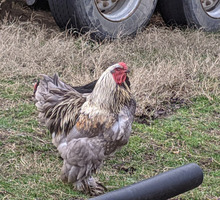 Петушки брама + яйцо на закладку - Сельхоз животные в Крыму