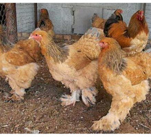 Куры порода БРАМА - Птицы в Крыму
