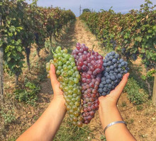 На Винный завод «Фотисаль» требуется Рабочий/Винообработчик - Сельское хозяйство, агробизнес в Бахчисарае