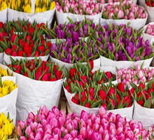 Тюльпаны оптом и в розницу к 8 марта Крым 2022 - Саженцы, растения в Крыму