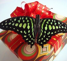 Тропические бабочки - живая валентинка в день всех влюбленных - Свадьбы, торжества в Симферополе