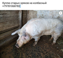 Куплю хряков - Сельхоз животные в Крыму