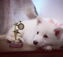Белая швейцарская овчарка щенок - Собаки в Крыму