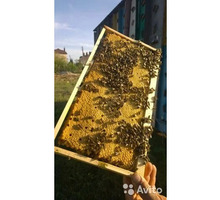 Продам породистых пчёл 2022, пчелосемьи, пчелопакеты - Пчеловодство в Севастополе