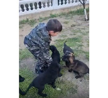 Продажа щенка немецкой овчарки - Собаки в Севастополе