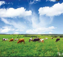 Требуется пастух - Сельское хозяйство, агробизнес в Керчи