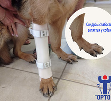 Ортез протез для животных Севастополь Крым - Ветеринарные услуги в Севастополе