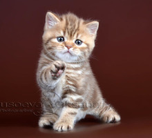 Продам  шотланско-британских котят - Кошки в Крыму