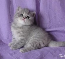 Продам шотландско-британских котят редкого окраса - Кошки в Симферополе