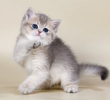 Продам шотландских котят супер красавцы - Кошки в Симферополе