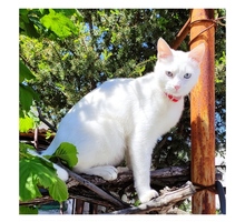 Пропал кот - Кошки в Севастополе