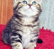 Продам шотландских котят - Кошки в Крыму