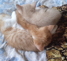 Рыжие котята - Кошки в Симферополе