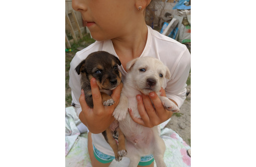 Щенки бесплатно - Собаки в Севастополе