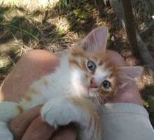 Котята рыжики в добрые руки - Кошки в Севастополе