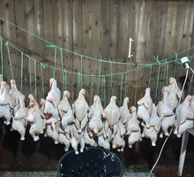Мясо птицы - Продукты питания в Крыму