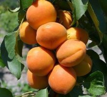 Нижнегорские саженцы плодовых - Саженцы, растения в Севастополе