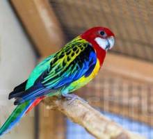 Попугаи Розелла - купить в Севастополе - Птицы в Севастополе