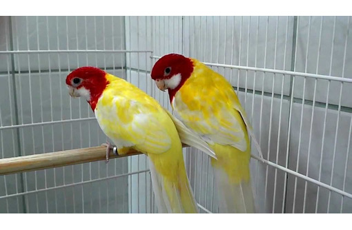 Попугаи Розелла - купить в Севастополе - Птицы в Севастополе