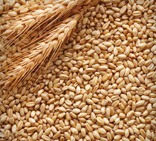 Зерно пшеницы, ячменя и гороха - Сельхоз корма в Евпатории