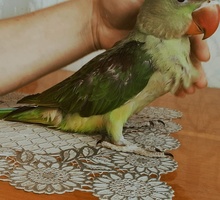 Александрийский попугай - Птицы в Симферополе