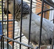 Продам говорящего попугая - Птицы в Крыму