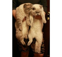 Предлагаются шотландские коты для вязки - Вязка в Севастополе