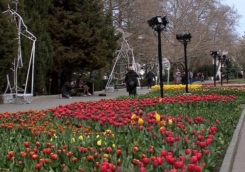 Около 200 тысяч цветов высадят на севастопольских клумбах в рамках летнего оформления