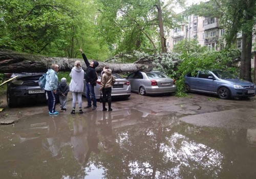 В Симферополе огромный тополь рухнул на припаркованные автомобили