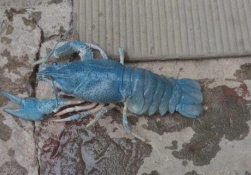 Крымчан шокировало фото голубого рака в Салгире: эколог объяснил, откуда он появился