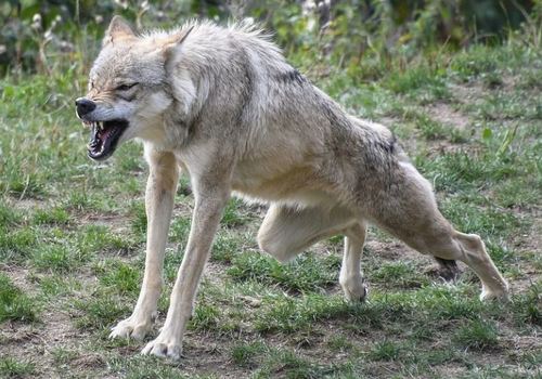 Опасно для жизни: В Бахчисарайском районе местные жители и туристы могут встретить волка