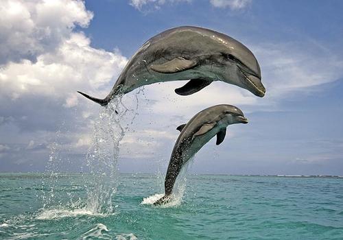 В Крыму предлагают создать охраняемую территорию для спасения дельфинов