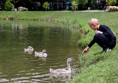 Как живут лебедята, родившиеся месяц назад в симферопольском парке Гагарина