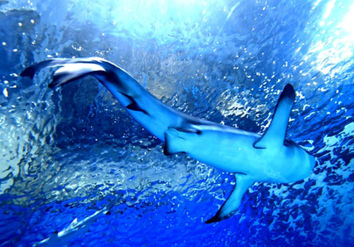 У берегов Симеиза встретили млекопитающее, напоминающее акулу: эксперт объяснил, опасно ли оно ВИДЕО