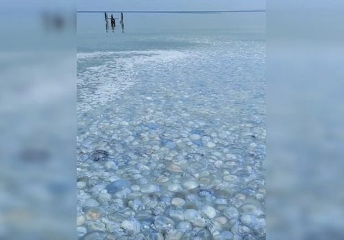 Нашествие медуз в Крыму: море в Татарской бухте превратилось в кисель