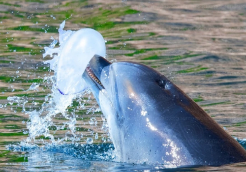 У берегов Крыма дельфины играют с медузами в «волейбол»