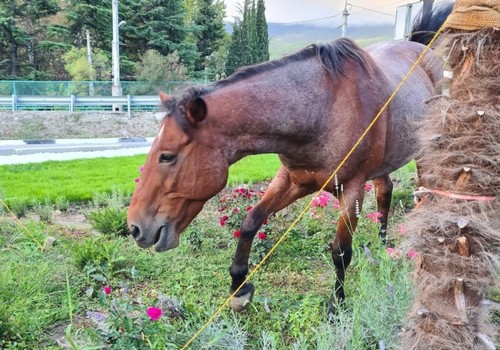 Лошади съели новый газон на въезде в Ялту