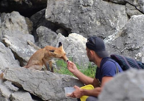 В горах Крыма лисица выпрашивает у туристов колбасу