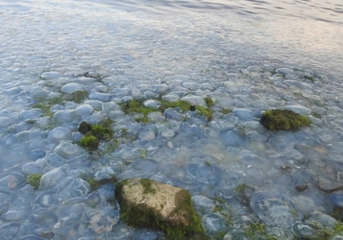 «Медузный кошмар»: тысячи желетелых заполонили берег в Керченском проливе ФОТО, ВИДЕО
