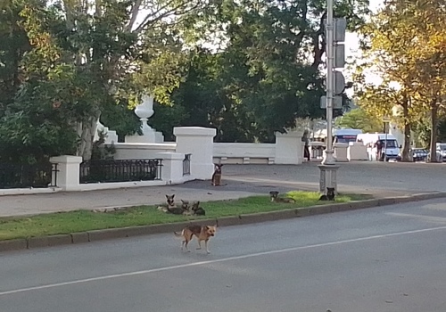 Свора собак на площади Суворова в Севастополе наводит ужас на прохожих - соцсети ФОТО