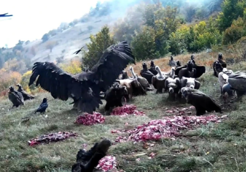 Для самых крупных птиц Крыма устроили «банкет» в горах - видео